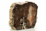 Polished Petrified Wood (Oak) Stand Up - Swartz Canyon, Oregon #334974-1